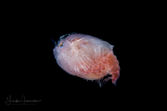 Crab Megalopa Larva