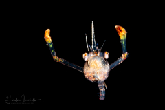 Crab Megalopa Larva