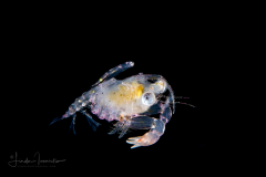 Crab Megalopa Larva