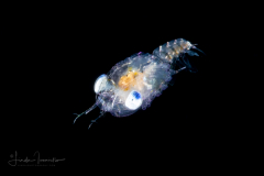 Crab Megalopa Larva