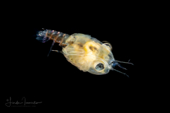 Crab Megalopa Larva