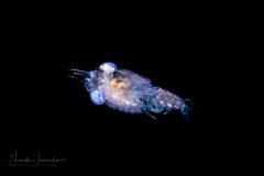 Crab Megalopa Larva