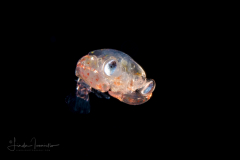Crab Megalopa Larva - Family Calappidae