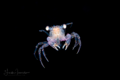 Crab Megalopa Larva