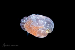 Crab Megalopa Larva