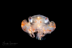 Crab Megalopa Larva - Family Calappidae