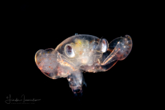 Crab Megalopa Larva - Family Calappidae