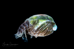 Crab Megalopa Larva -  Ocypodidae Family -  Possibly Ocypode quadrata - Atlantic Ghost Crab