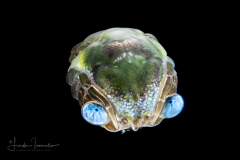 Crab Megalopa Larva -  Ocypodidae Family -  Possibly Ocypode quadrata - Atlantic Ghost Crab