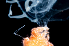 Crab Megalopa Larva