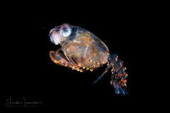 Crab Megalopa Larva