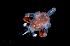 Crab Megalopa Larva - Parthenopidae ?
