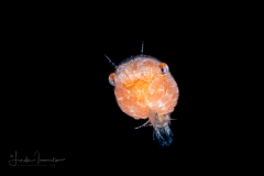 Crab Megalopa Larva - Possibly Shellback Crab - Dromiidae Family -  Hypoconcha sp.