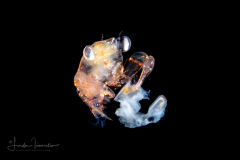 Crab Megalopa Larva - Preying on an Atlantidae