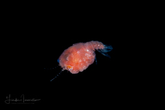 Crab Megalopa Larva - Probably Dromiidae Family