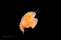 Crab Megalopa Larva - Probably Dromiidae Family