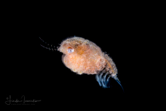 Crab Megalopa Larva - Probably Dromiidae Family