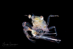 Crab Megalopa with a piece of a Sea Butterfly - Pteropoda - Euthecosomata - Creseis acicula