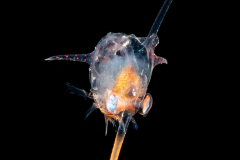 Crab Zoea Larva