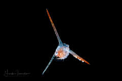 Crab Zoea Larva - Brachyura - Pinnotheridae  Family