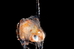 Crab Zoea Larva