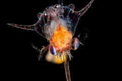 Crab Zoea Larva