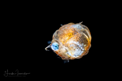 Crab Zoea Larva
