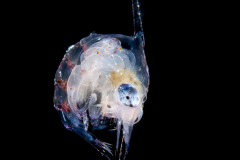 Crab Zoea Larva