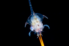 Crab Zoea Larva