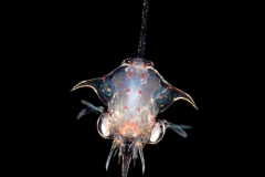 Crab Zoea Larva