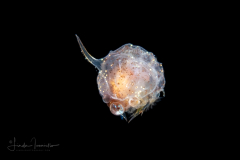 Crab Zoea Larva
