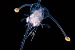 Crab Zoea Larva