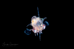 Crab Zoea Larva