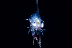 Crab Zoea Larva