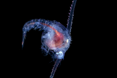 Crab Zoea Larva
