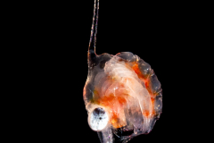 Crab Zoea Larva