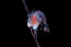Crab Zoea Larva - Brachyura