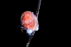 Crab Zoea Larva - Brachyura