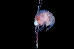 Crab Zoea Larva - Brachyura