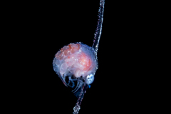 Crab Zoea Larva - Brachyura