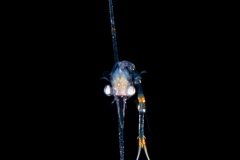 Crab Zoea Larva - Dorippidae Family