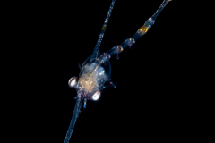 Crab Zoea Larva - Dorippidae Family