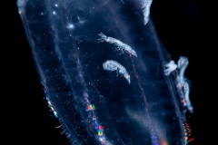 Ctenophore - Beroida - Beroe ovata - Flattened Helmet Comb Jelly - with Oxycephalidae, Glossocephalus Amphipod, Juveniles