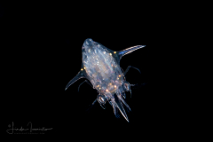 Decapod Crustacean - Anomura