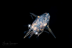 Decapod Crustacean - Anomura