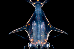 Decapod Crustacean - Anomura