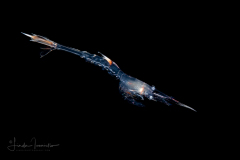 Ghost Shrimp - Callianassidae Family - Zoea Larva