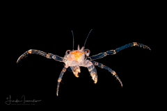 Hermit Crab Glaucothoe - Anomura