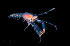 Hermit Crab Megalopa - Anomura