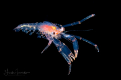 Hermit Crab Glaucothoe - Anomura
